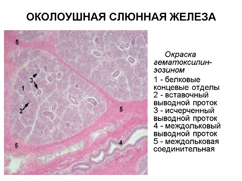 ОКОЛОУШНАЯ СЛЮННАЯ ЖЕЛЕЗА       Окраска гематоксилин-эозином  1 -